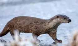 Tokat’tan Sonra Ardahan’da da Görüldü